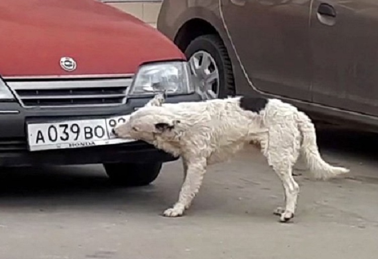 Собака грызет номера авто