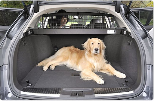 Собака в багажнике авто