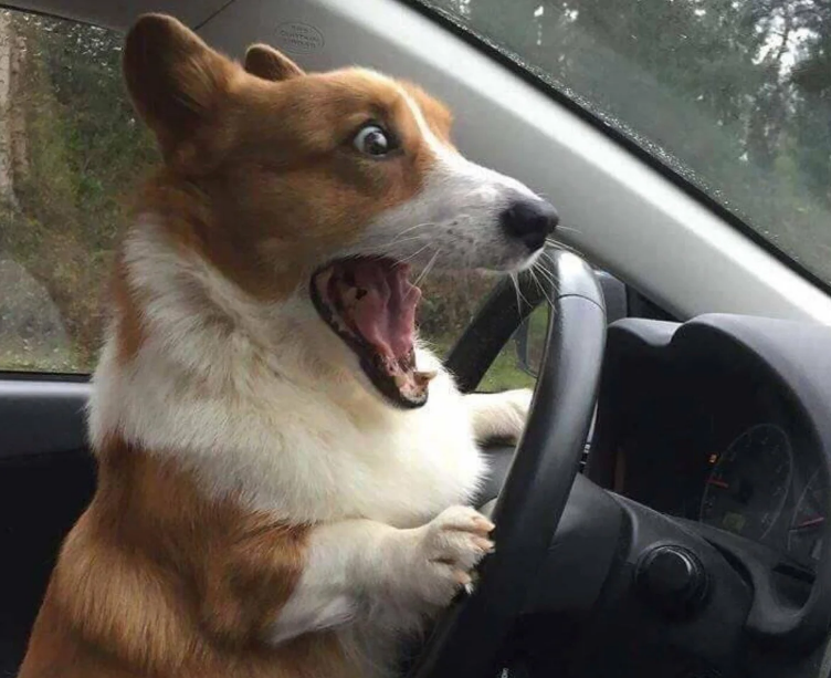 Собака держит лапы на руле